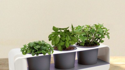 향긋한 힐링🌿 허브 화분 세트 득템 후기! (특가 정보 포함)
